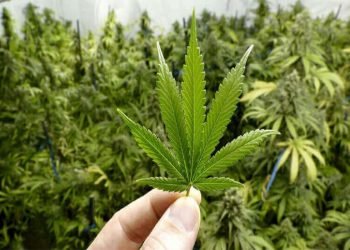 تقنين زراعة القنب الهندي يسيل لعاب مستثمرين أجانب