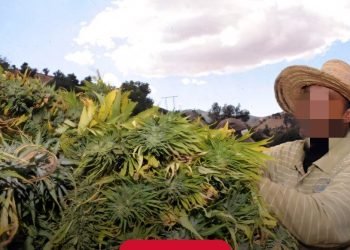 العفو على المعتقلين من أجل زراعة القنب الهندي بمناسبة ذكرى ثورة الملك والشعب